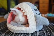 WHERE SMALL PETS GET BIG CARE!! - Photo 8