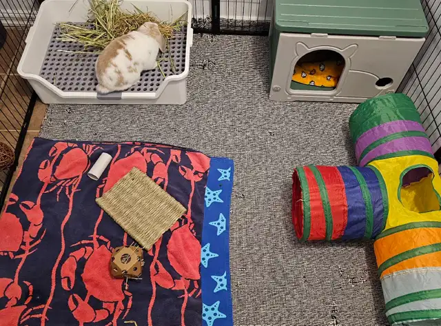 WHERE SMALL PETS GET BIG CARE!! - Photo 10