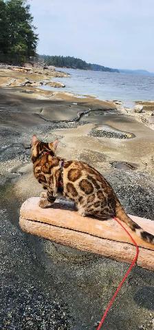 Bengal Kittens (Rosettes on Gold) TICA registration - Photo 3