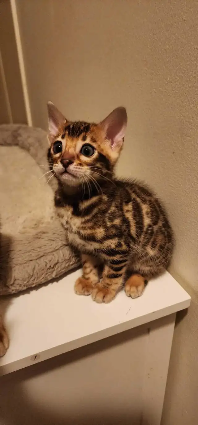 Bengal Kittens (Rosettes on Gold) TICA registration - Photo 4