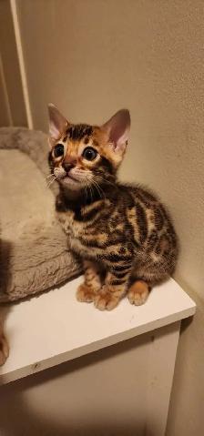 Bengal Kittens (Rosettes on Gold) TICA registration - Photo 4