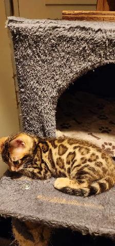 Bengal Kittens (Rosettes on Gold) TICA registration - Photo 5