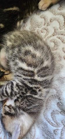 Bengal Kittens (Rosettes on Gold) TICA registration - Photo 6