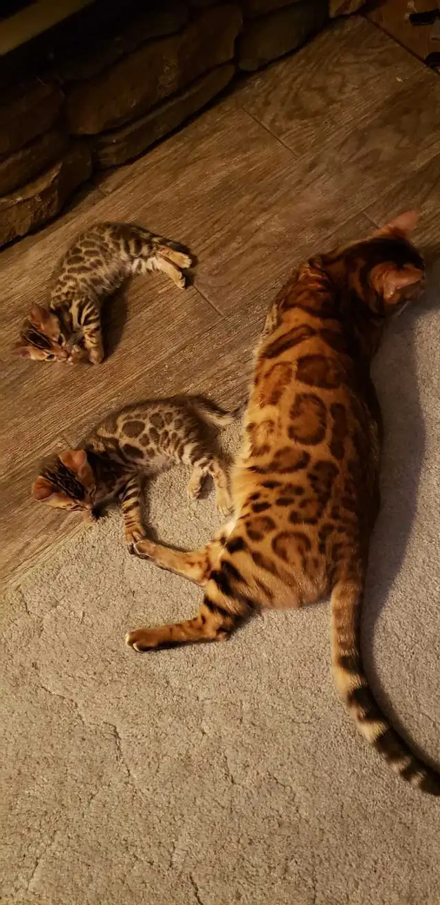 Bengal Kittens (Rosettes on Gold) TICA registration - Photo 8