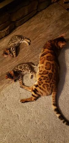 Bengal Kittens (Rosettes on Gold) TICA registration - Photo 8