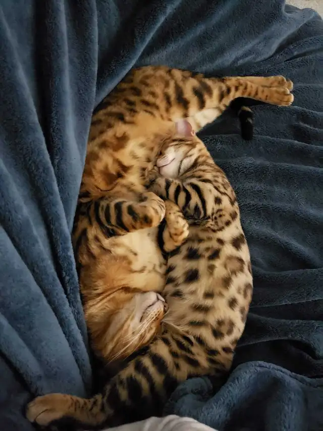 Bengal Kittens (Rosettes on Gold) TICA registration - Photo 9