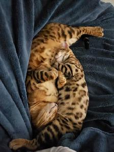 Bengal Kittens (Rosettes on Gold) TICA registration - Photo 9