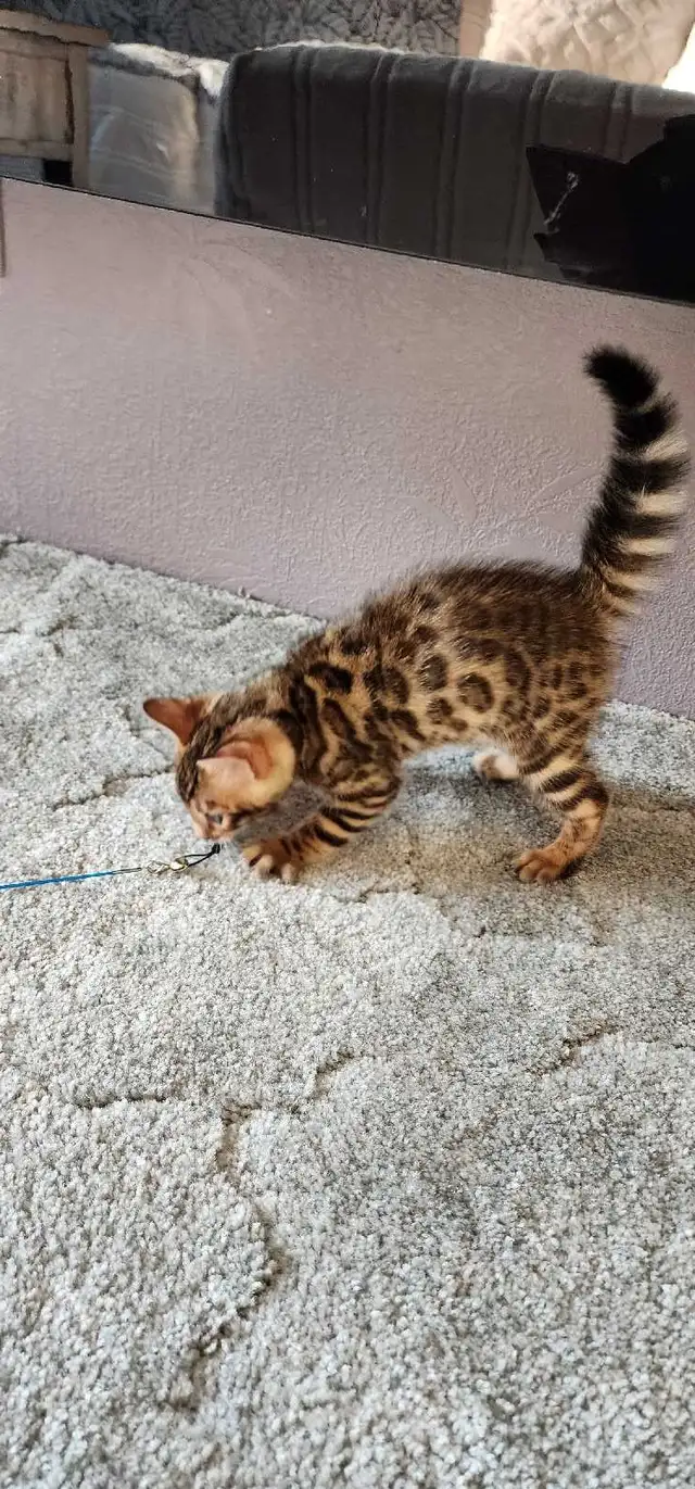 Bengal Kittens (Rosettes on Gold) TICA registration - Photo 10