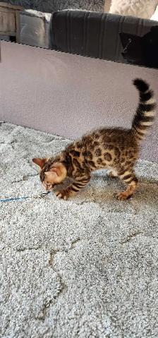 Bengal Kittens (Rosettes on Gold) TICA registration - Photo 10