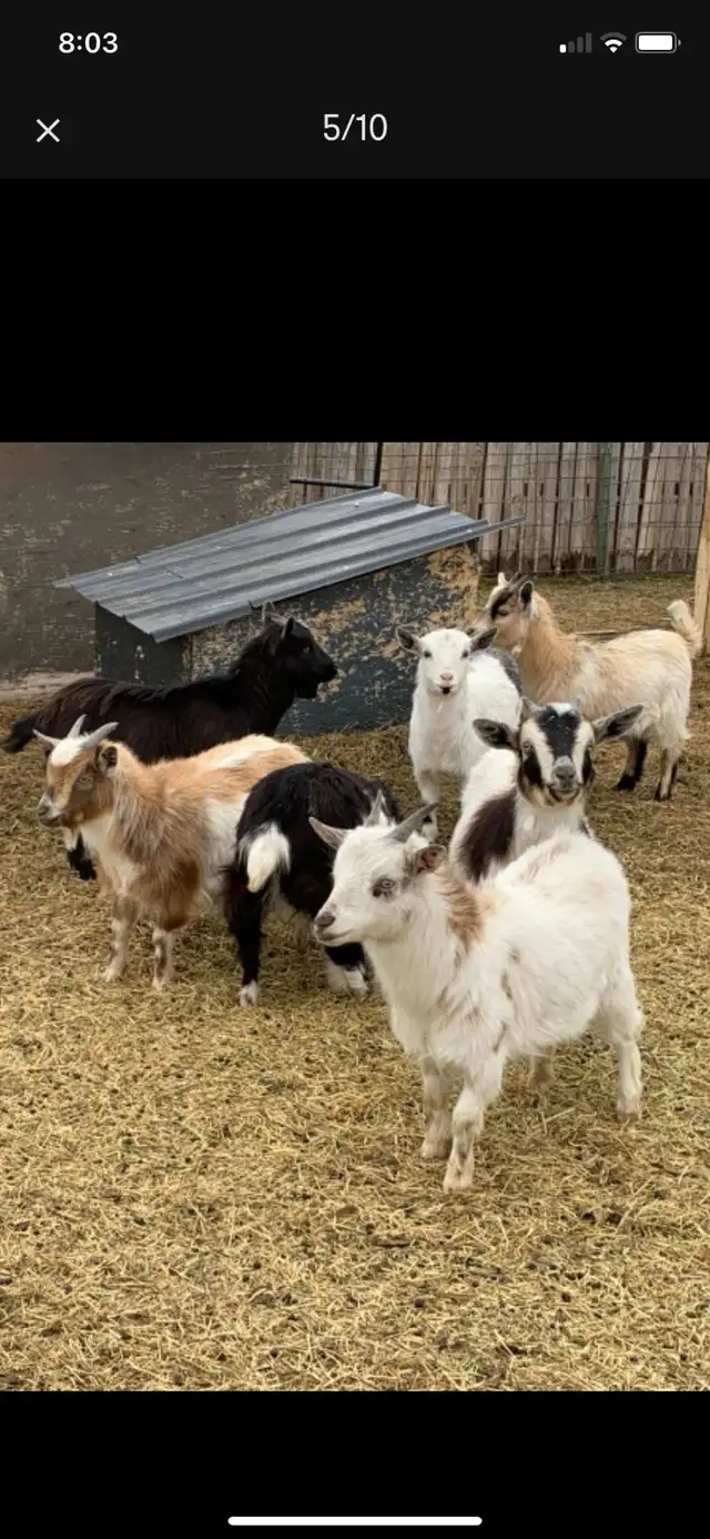Nigerian dwarf doelings