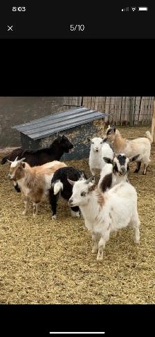 Nigerian dwarf doelings