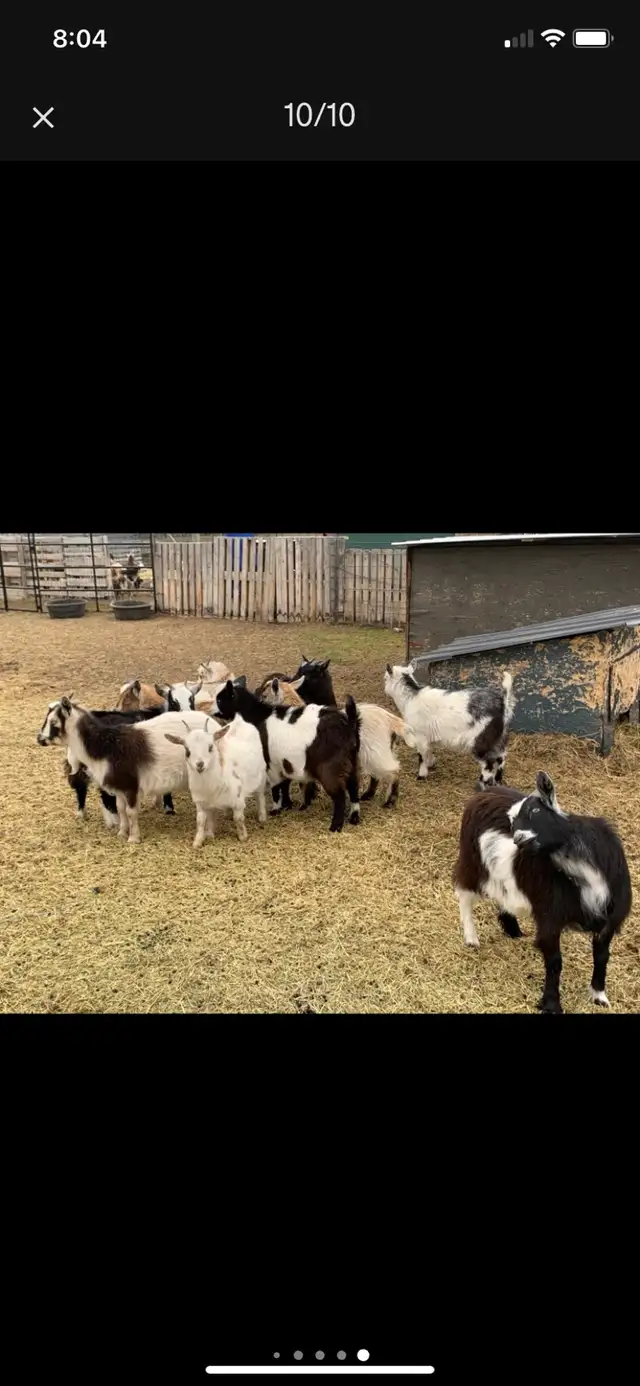 Nigerian dwarf doelings - Photo 2