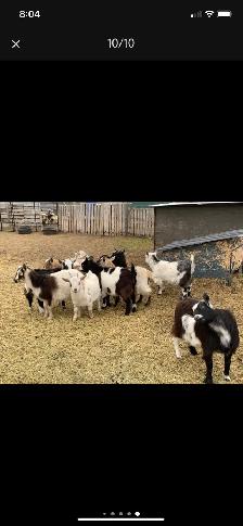 Nigerian dwarf doelings - Photo 2