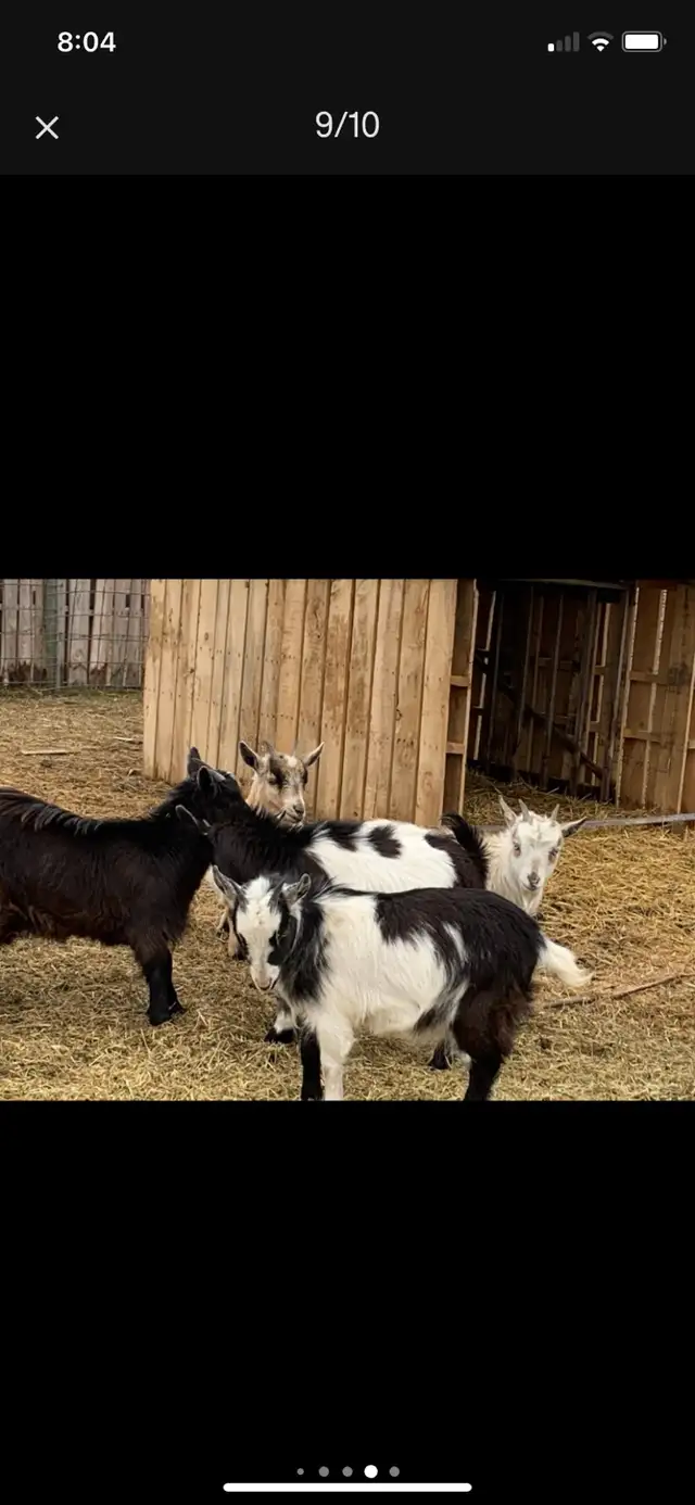 Nigerian dwarf doelings - Photo 3