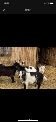 Nigerian dwarf doelings - Photo 3