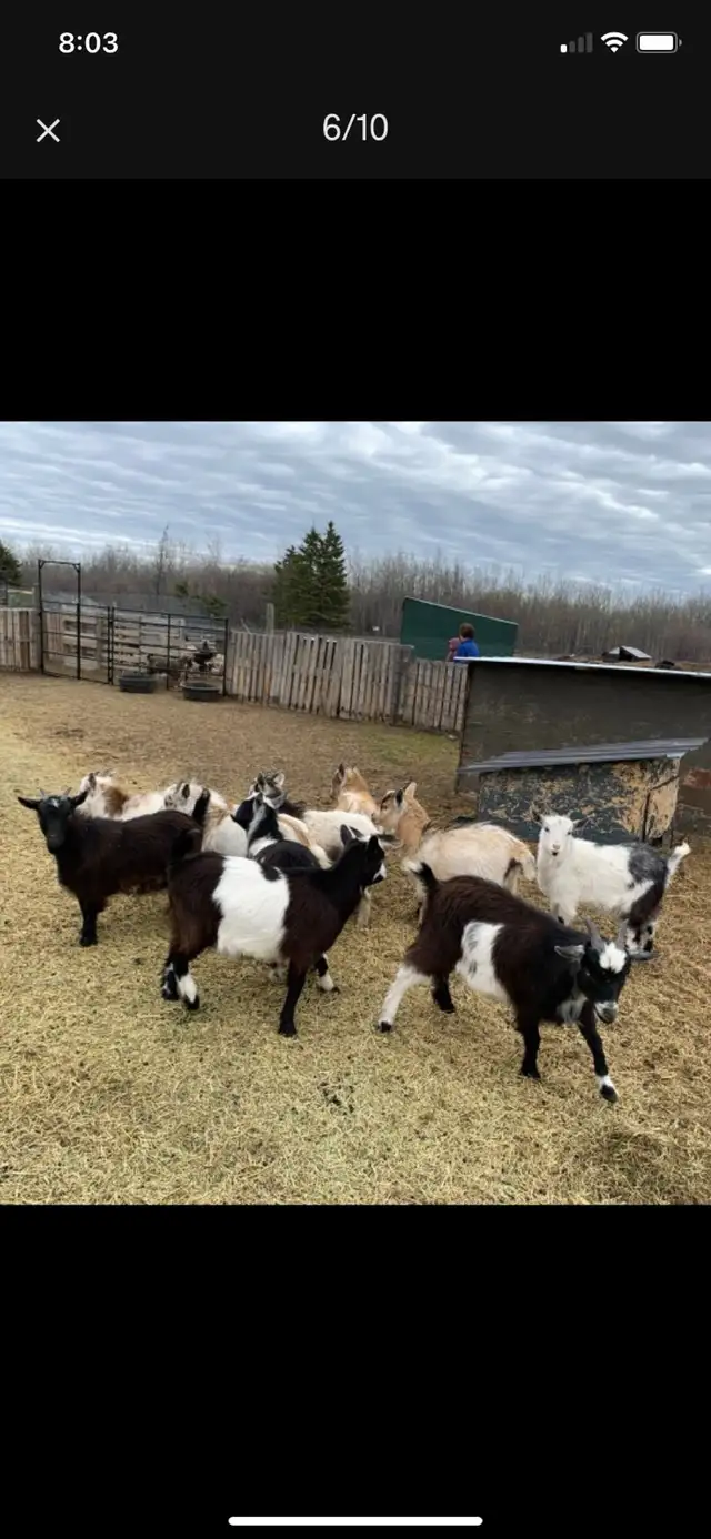 Nigerian dwarf doelings - Photo 4