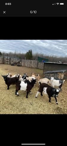 Nigerian dwarf doelings - Photo 4