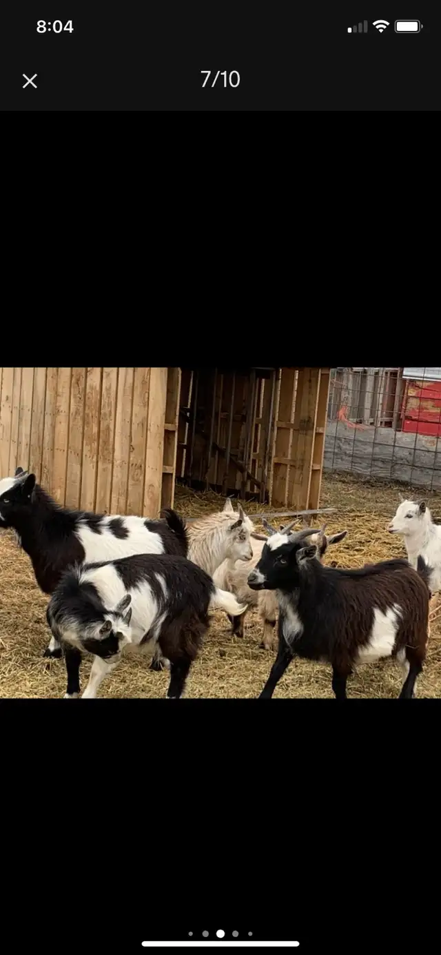 Nigerian dwarf doelings - Photo 5