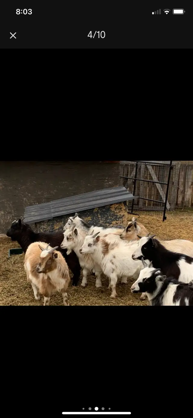 Nigerian dwarf doelings - Photo 6