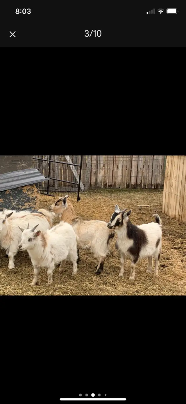 Nigerian dwarf doelings - Photo 7