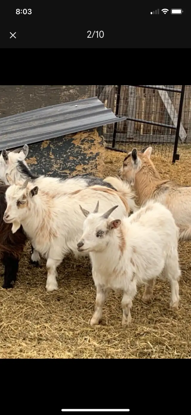 Nigerian dwarf doelings - Photo 8