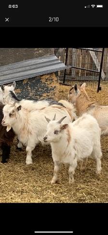 Nigerian dwarf doelings - Photo 8