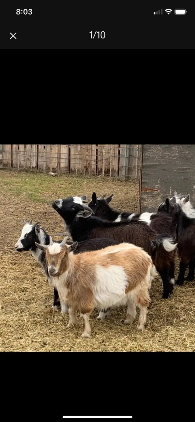 Nigerian dwarf doelings - Photo 9
