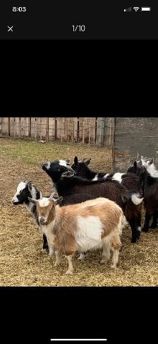 Nigerian dwarf doelings - Photo 9