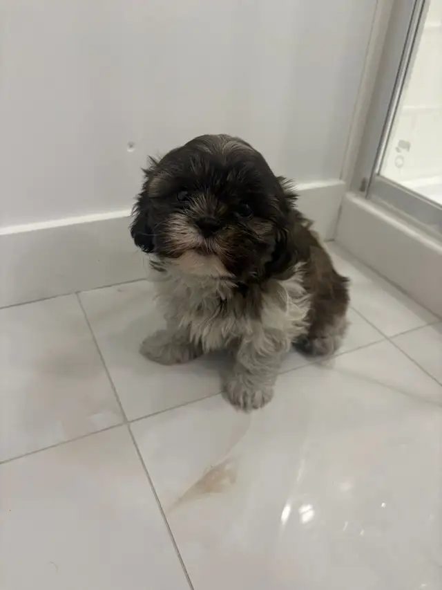 Adorable Shih Tzu puppies AVAILABLE