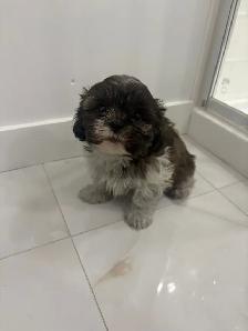 Adorable Shih Tzu puppies AVAILABLE