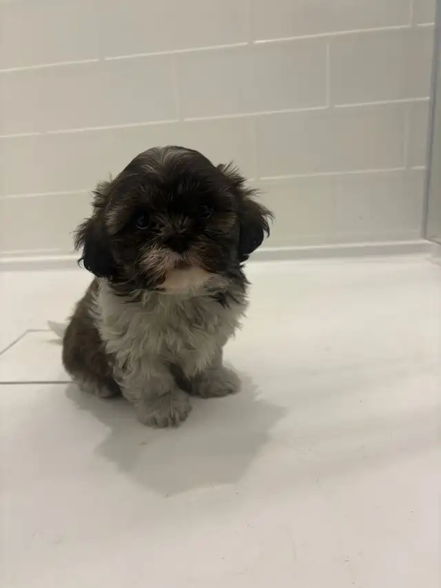 Adorable Shih Tzu puppies AVAILABLE - Photo 2
