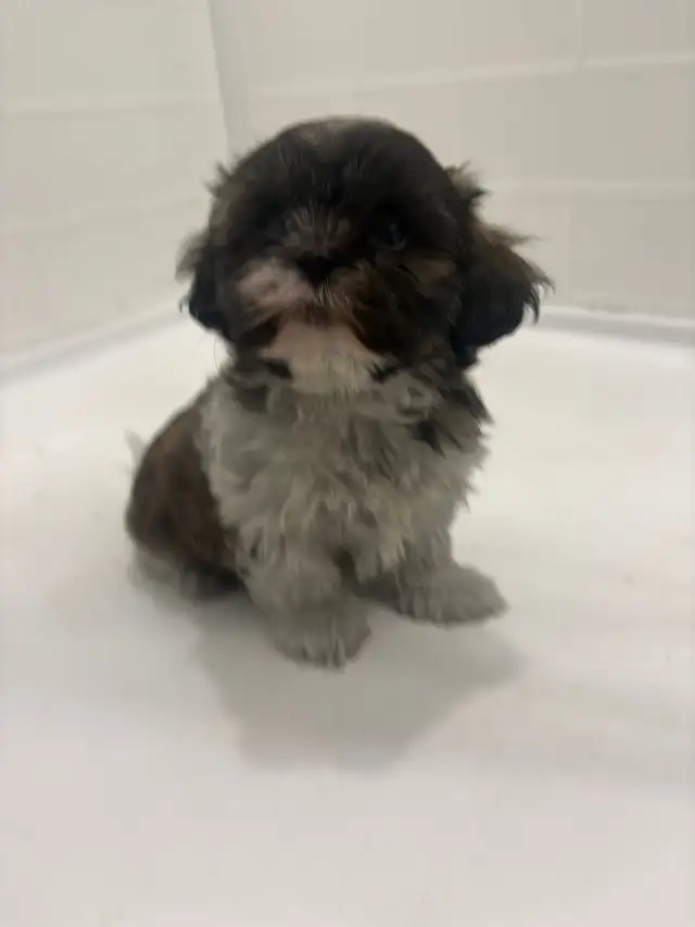 Adorable Shih Tzu puppies AVAILABLE - Photo 3