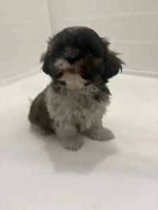 Adorable Shih Tzu puppies AVAILABLE - Photo 3