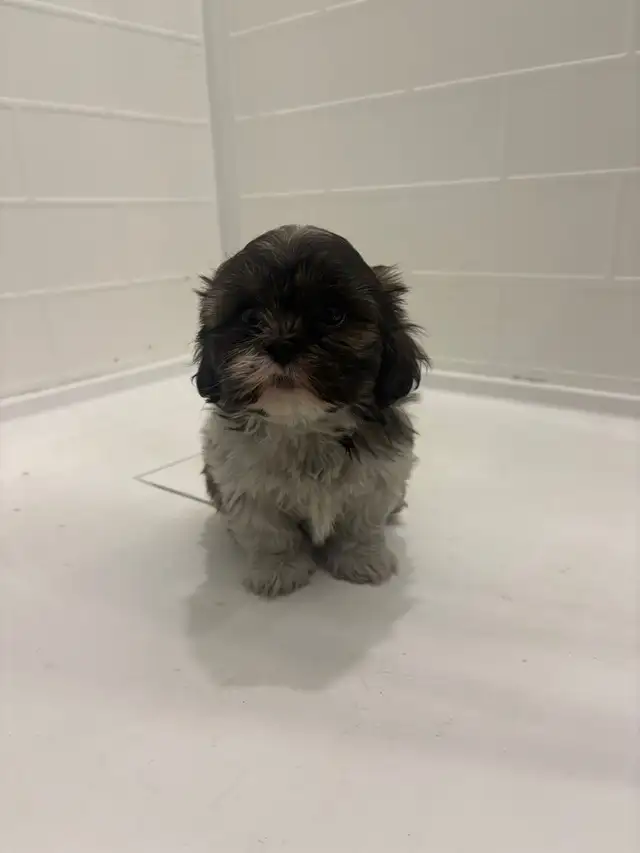 Adorable Shih Tzu puppies AVAILABLE - Photo 4