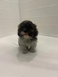 Adorable Shih Tzu puppies AVAILABLE - Photo 4