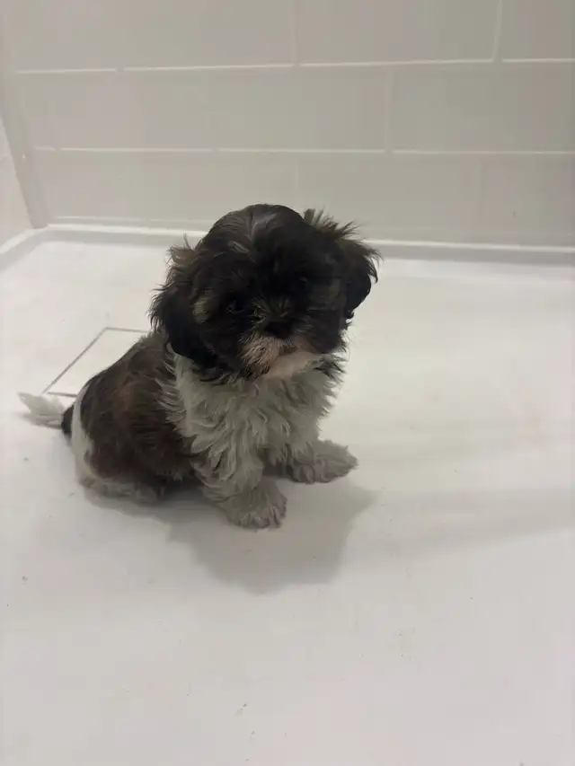 Adorable Shih Tzu puppies AVAILABLE - Photo 5