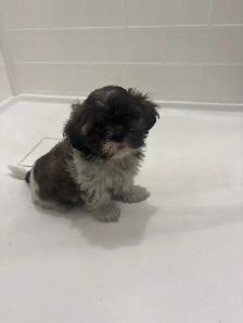 Adorable Shih Tzu puppies AVAILABLE - Photo 5