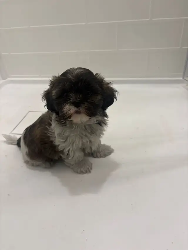 Adorable Shih Tzu puppies AVAILABLE - Photo 6