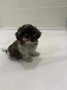 Adorable Shih Tzu puppies AVAILABLE - Photo 6