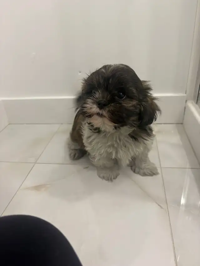 Adorable Shih Tzu puppies AVAILABLE - Photo 7