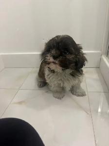 Adorable Shih Tzu puppies AVAILABLE - Photo 7