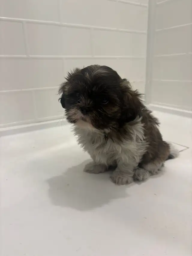 Adorable Shih Tzu puppies AVAILABLE - Photo 8