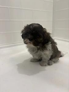 Adorable Shih Tzu puppies AVAILABLE - Photo 8