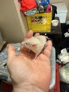 Pet Rats