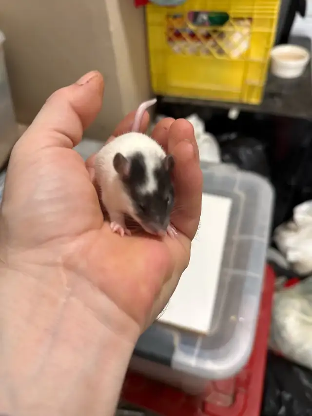 Pet Rats - Photo 2