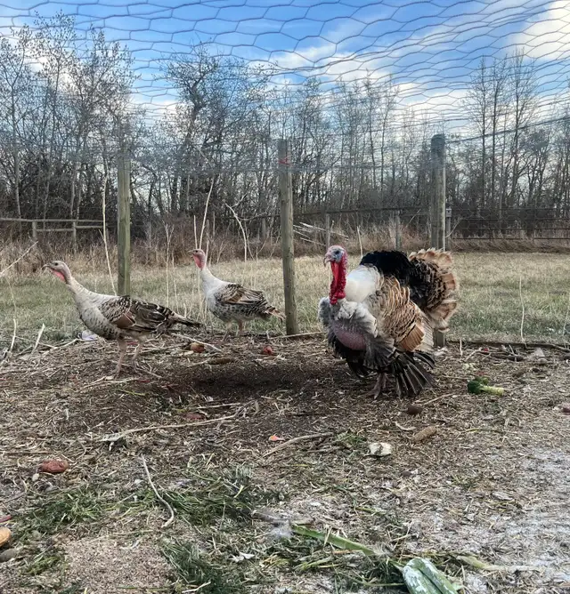 Sweetgrass turkey hatching eggs