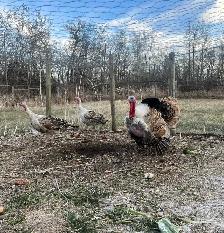 Sweetgrass turkey hatching eggs