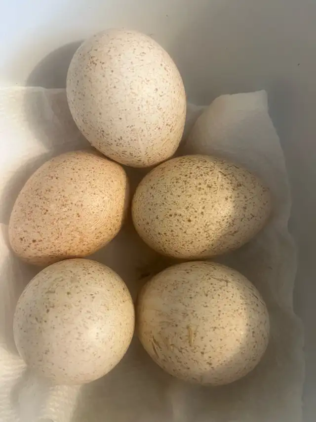 Sweetgrass turkey hatching eggs - Photo 2