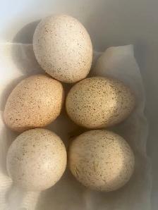 Sweetgrass turkey hatching eggs - Photo 2