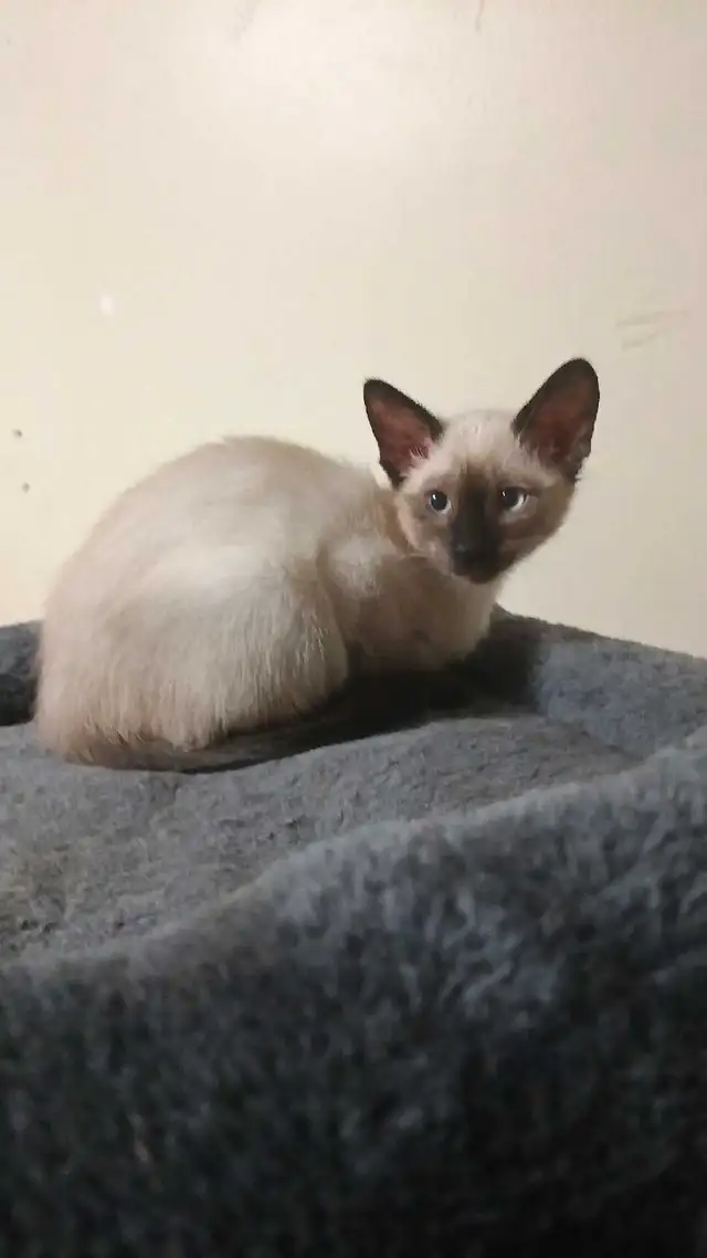 LAST CHANCE 3RD GEN PUREBRED SIAMESE